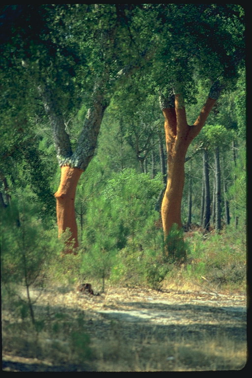 Trees with bark