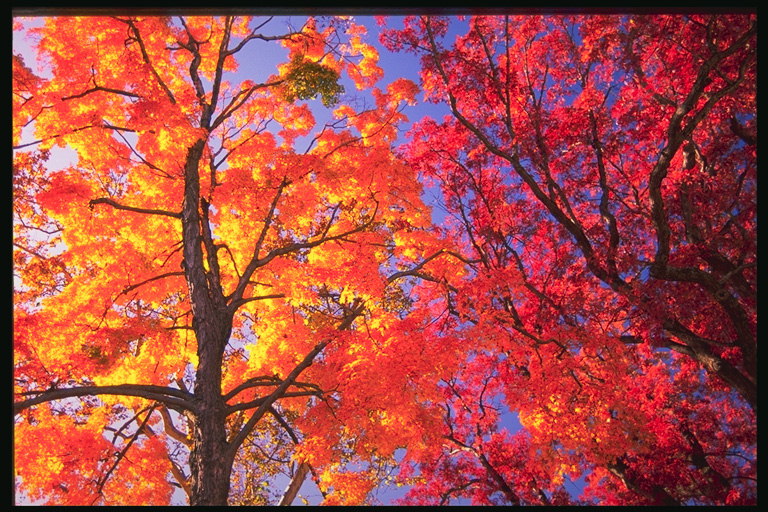 El fuego de otoño de las hojas en el sol