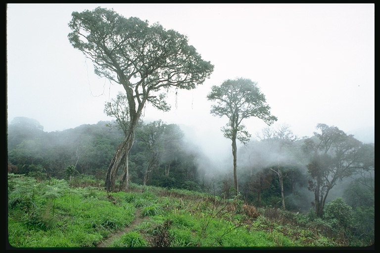 Дървета в мъглата