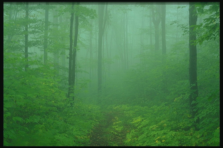 Fog. Green Forest