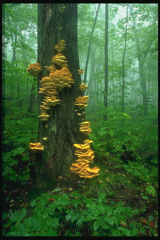 דו קיום. העץ ב fungi