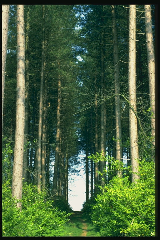 Il percorso tra i pini di giganti