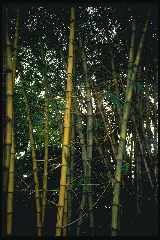 竹thickets