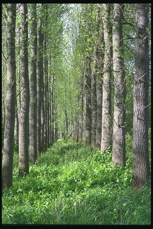 Les troncs d\'arbres avec des gris, une ruelle avec une épaisseur de l\'herbe verte