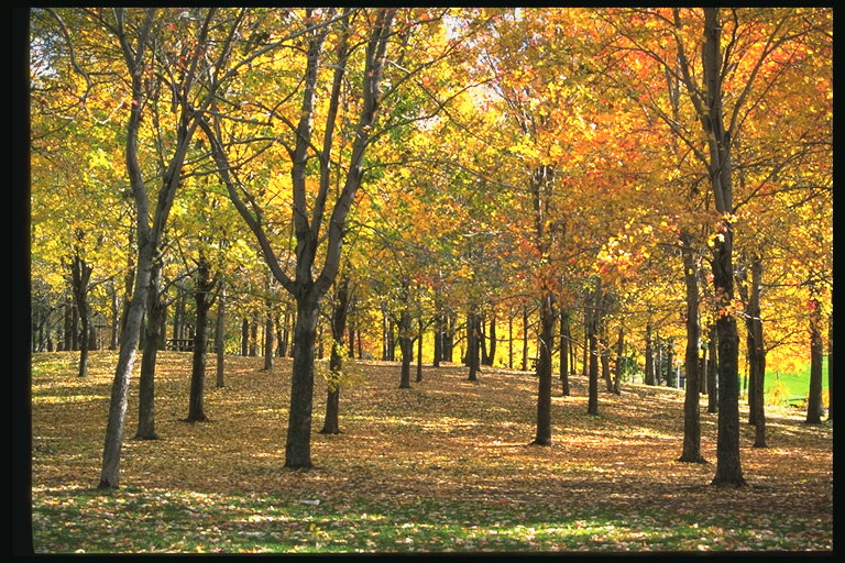 Jesenné park