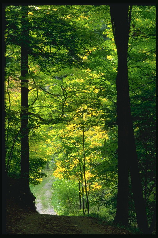 Sebuah jalan di dalam hutan