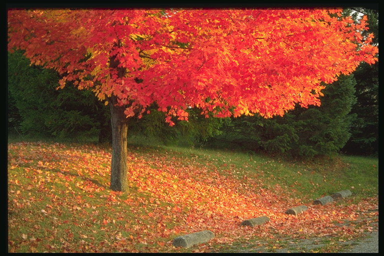 Park. Crveno lišće