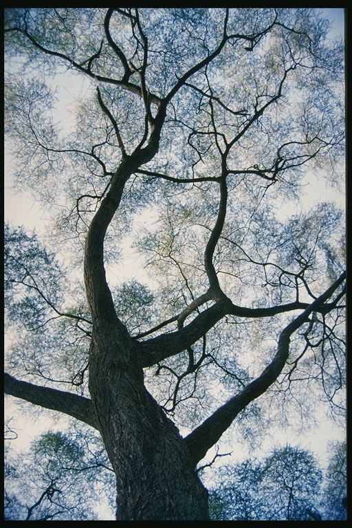 Cabang pohon telanjang terhadap latar belakang abu-abu dari langit
