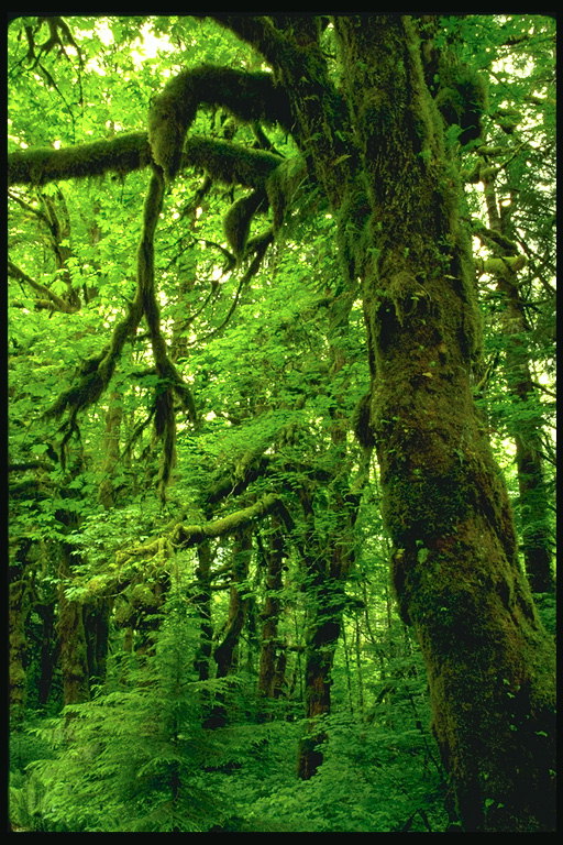 Moss और पेड़