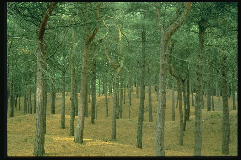 소나무 숲