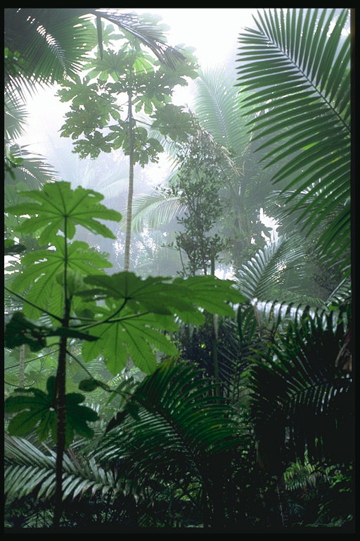 Tropické Corner v hmle