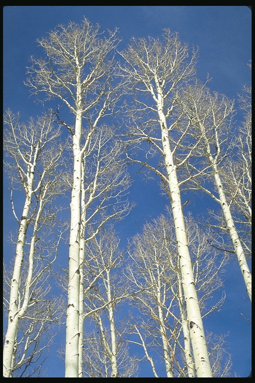Birches บนพื้นหลังของสปริงท้องฟ้า