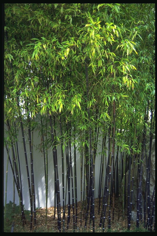 Bambus thicket