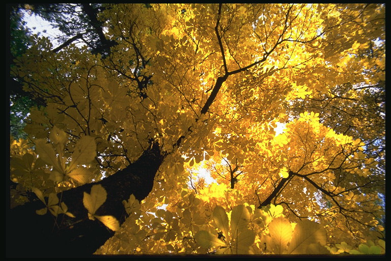 De stralen van de zon door middel van gele bladeren