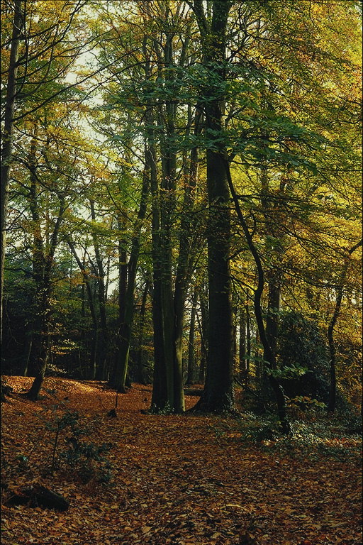 Осень. Лиственный лес