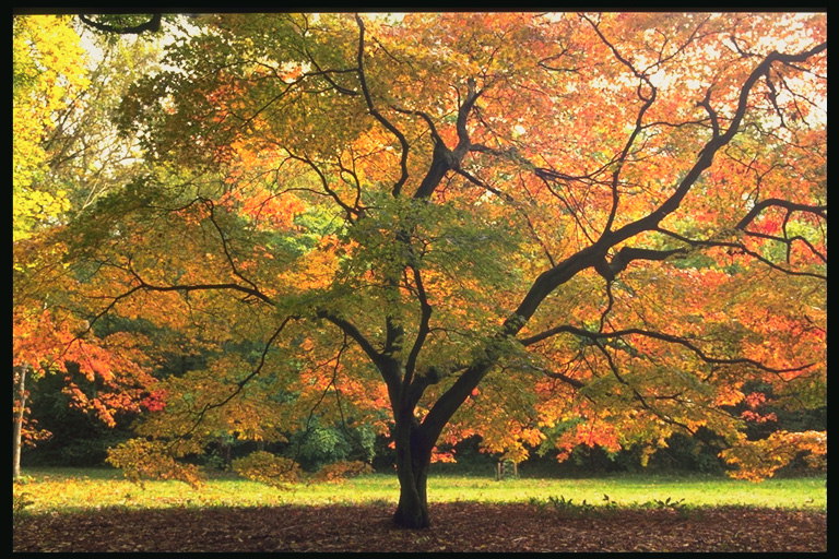 Jesen stablo