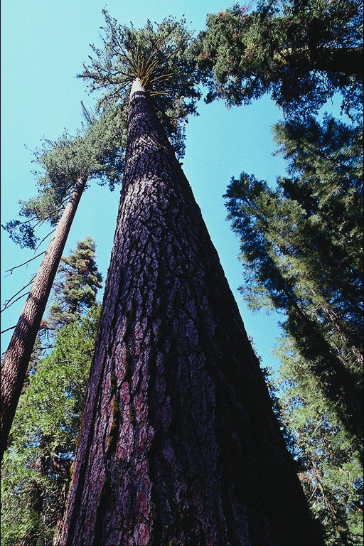 Chiều cao của một cây thông