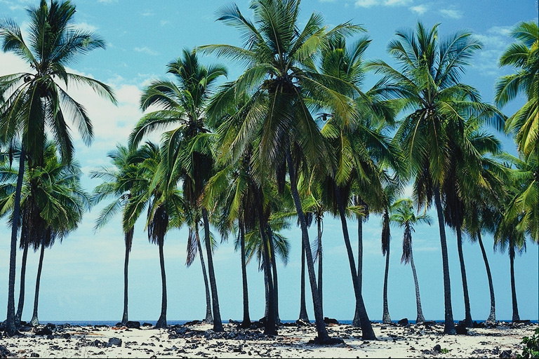Palmi puid. Rand meri
