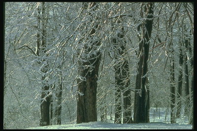 Winter in het bos