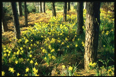 Narcisses jaunes entre les arbres