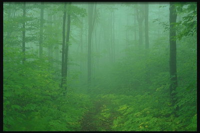 Kabut. Hutan hijau