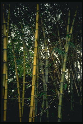 Bambusové houštiny
