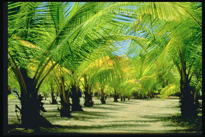 Palm cây. Glade