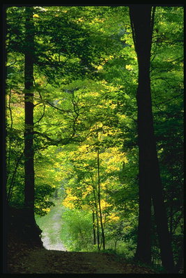A cesta v lese