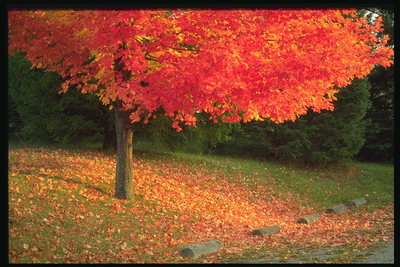 पार्क. लाल पत्तियां