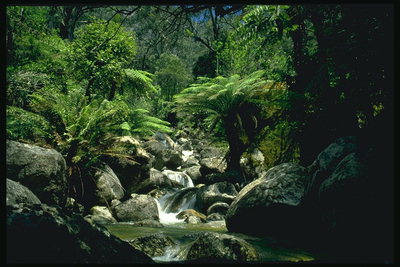 熱帯コーナー。 滝の岩の間で、ヤシの木