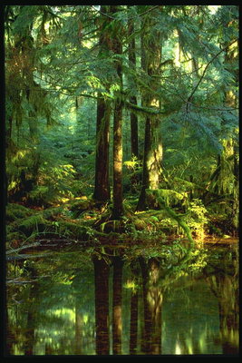 森の中の池。 水に反射