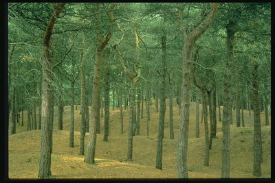 松の森