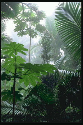Tropical Corner im Nebel