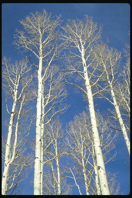 Birches sobre o fondo do ceo da primavera