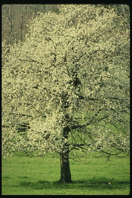 Manto blanco de flores sobre las ramas