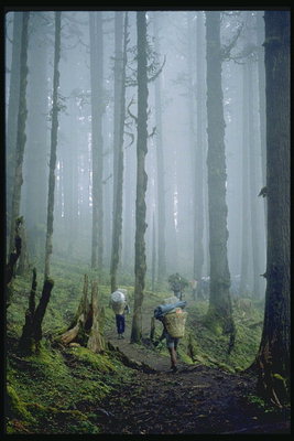 Az ösvény az erdőben. Wanderer. Foggy Day
