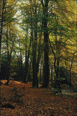 Jesen. Šuma