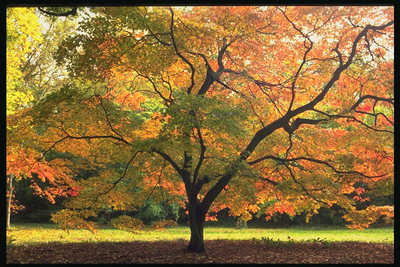 Hösten träd