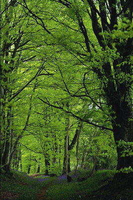 Le sentier de branches vertes