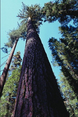 La altura de un pino
