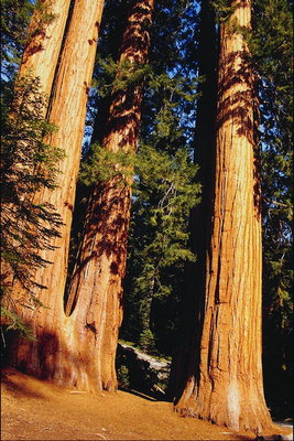 Ouro troncos de árvores