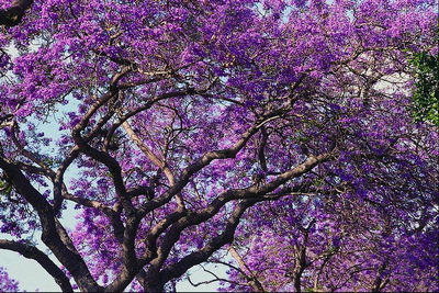 Purple rizos. Las ramas de colores