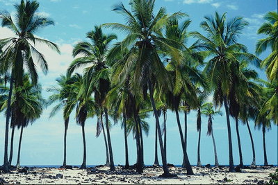 Palme. Plaže Morje