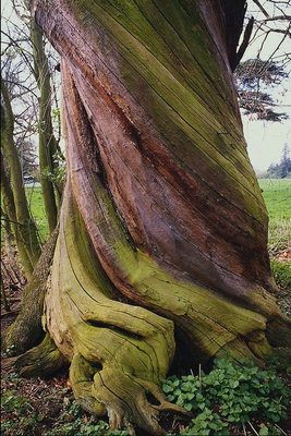 Uma invulgar forma de tronco