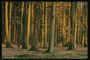 Autumn in the forest. Brown autumn panorama