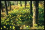 Yellow narcissuses among trees