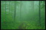 Fog. Green Forest