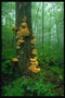 Coexistência. A árbore de Fungos