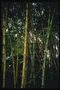 Bambu thickets