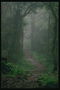 Гъста мъгла в гората са